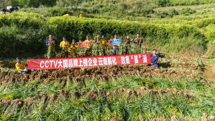 墨江象鼻村生姜大丰收！！！从莳植、、施肥到采摘，，，云南解化全程“呵护”